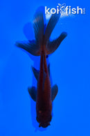 5.5" WATONAI GOLDFISH