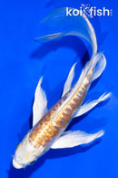 6" GINRIN DOITSU HARIWAKE BUTTERFLY