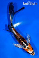 5" DOITSU KUJAKU BUTTERFLY