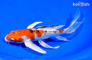 8.75" YAMATO NISHIKI BUTTERFLY
