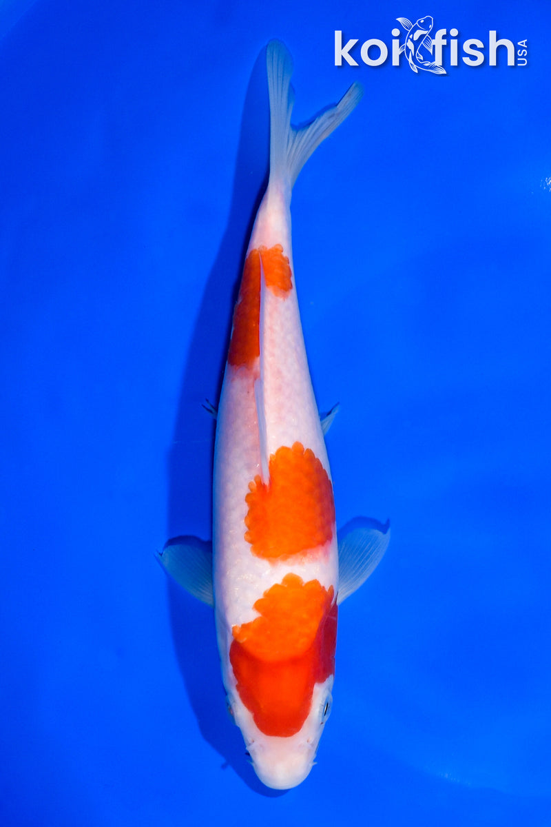 7.75" SANDAN KOHAKU