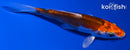 4" BENI KIKOKURYU