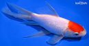 7.25" SARASA COMET GOLDFISH