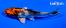 5.75" KIN SHOWA