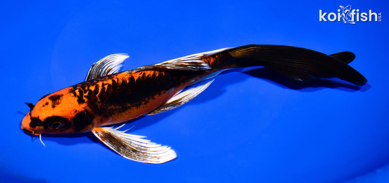 8" DOITSU ORENJI MATSUBA BUTTERFLY