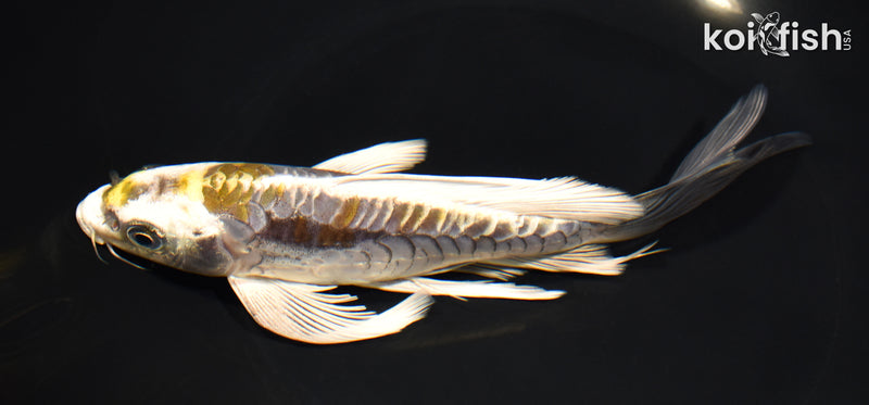 7.75" ARAGOKE KIN KIKOKURYU BUTTERFLY