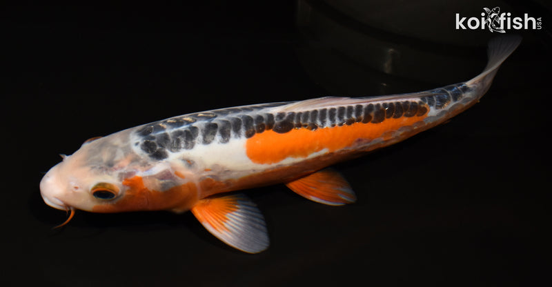 12.25" HI SHUSUI