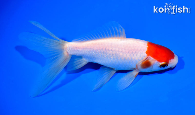 6.25" WATONAI GOLDFISH