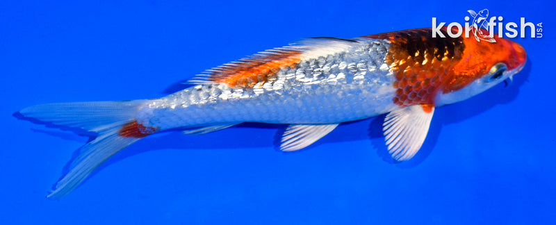 5.5" GINRIN YAMATO NISHIKI