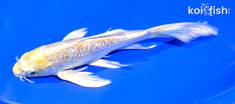 7.25" GINRIN LEMON HARIWAKE BUTTERFLY