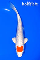 7.75" GINRIN TANCHO HARIWAKE