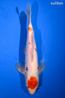 11.25" MARUTEN SANKE