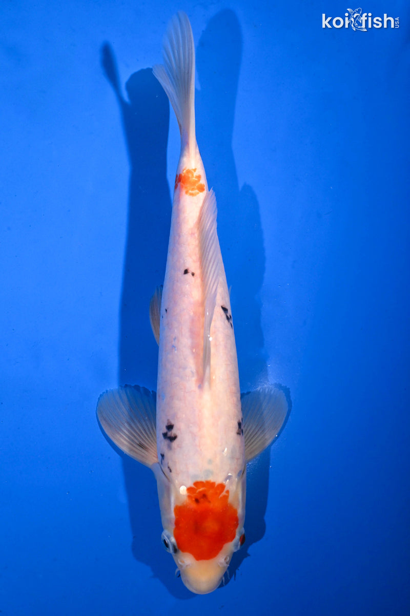 Orange Koi Fish For Sale – Page 14