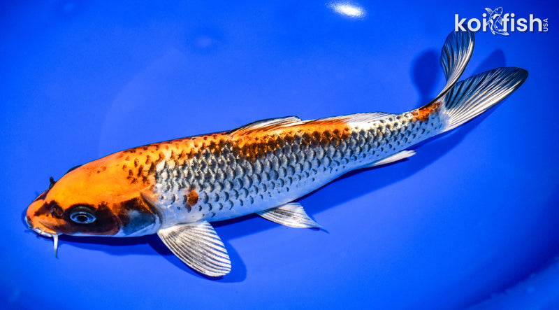 9.25" BENI GINGA