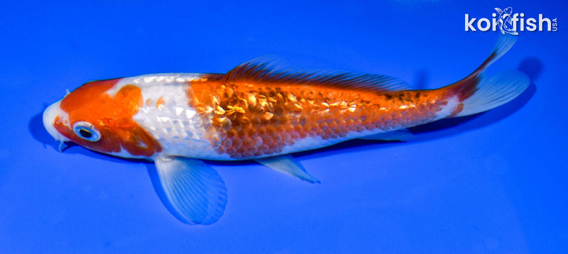 6.25" GINRIN GOROMO
