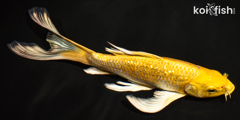 8" GINRIN YAMABUKI OGON BUTTERFLY