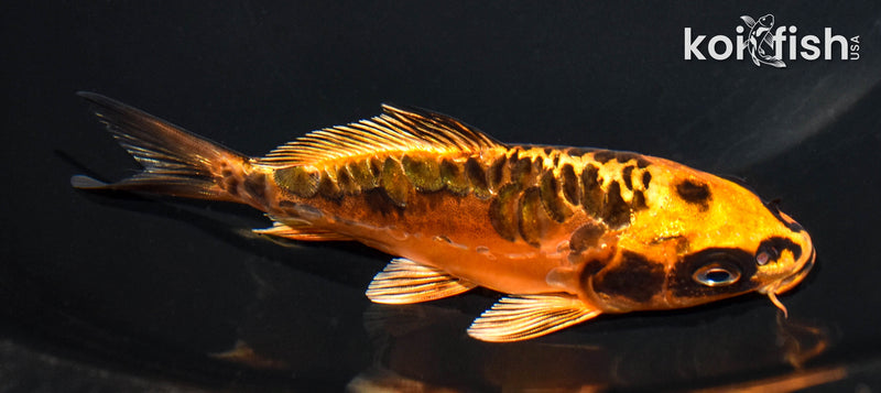 5" ARAGOKE BENI KIKOKURYU