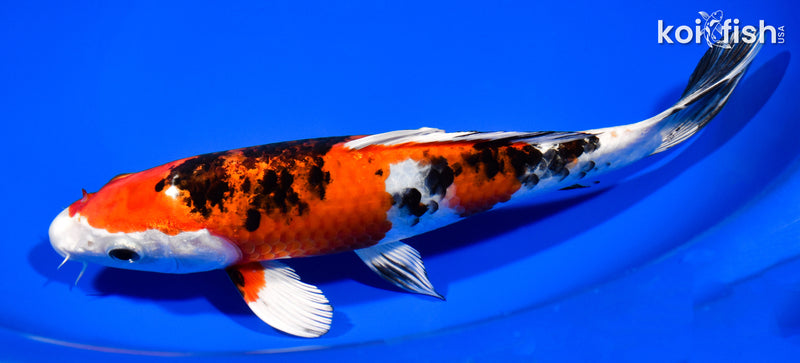 8.25" YAMATO NISHIKI