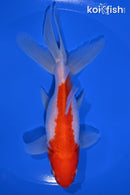 6.25" WATONAI GOLDFISH