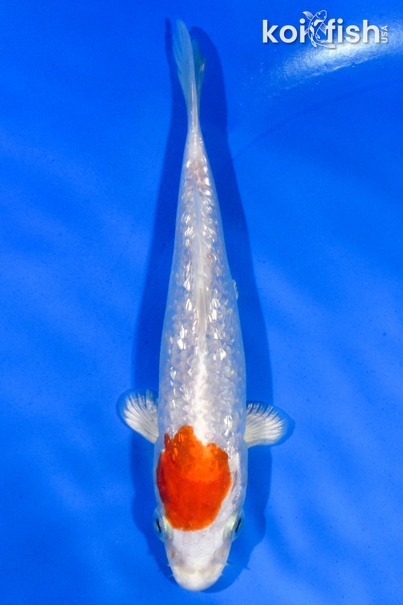 5" GINRIN HARIWAKE