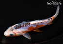 7" SHUSUI