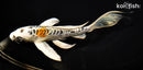 7.75" ARAGOKE KUJAKU BUTTERFLY