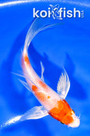 5.25" GINRIN HARIWAKE BUTTERFLY