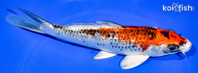 7.5" GINRIN KUJAKU