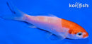 3.5" KOHAKU