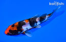 5.75" DOITSU SHOWA