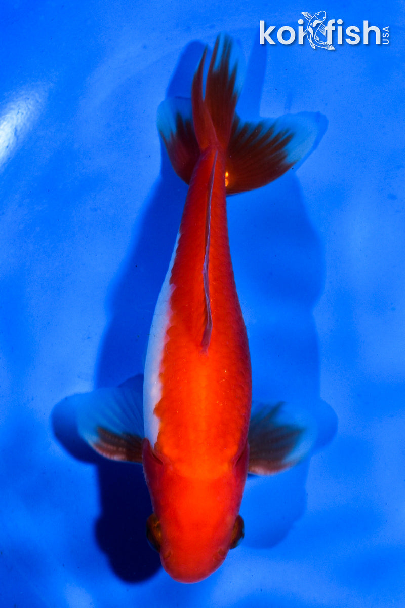 4.5" WAKIN GOLDFISH