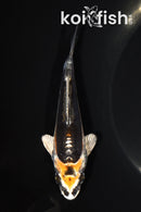 4.75" BENI KIKOKURYU