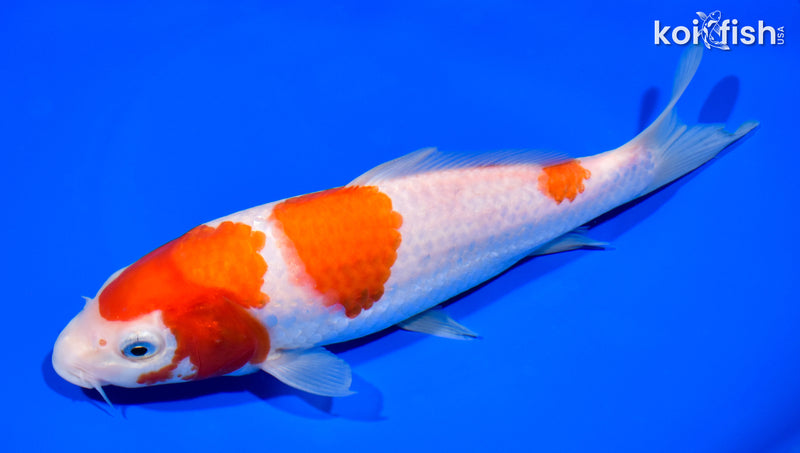 7.75" SANDAN KOHAKU