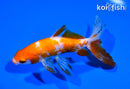5.75" FANTAIL GOLDFISH