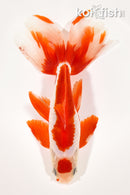 7.75" WATONAI GOLDFISH