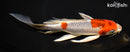 9.5" KUJAKU BUTTERFLY