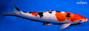 12.25" GINRIN SANKE