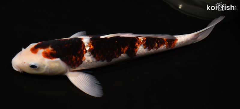 14.75" GINRIN GOROMO