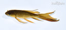 5.25" GINRIN CHAGOI BUTTERFLY