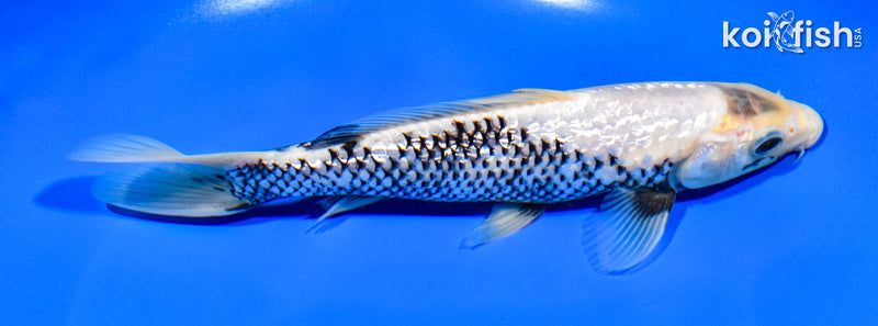 8.25" GINRIN MATUSKAWABAKE