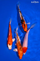 PACK OF (4) 5-6" IMPERFECT STANDARD KOI
