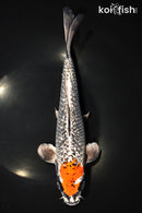 10.75" GINRIN BENI GINGA