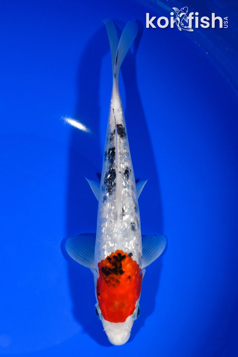 8.5" GINRIN TANCHO SANKE