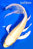 9" KI MATSUBA BUTTERFLY