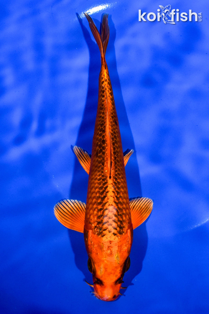 7" ORENJI MATSUBA