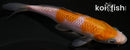 5.5" OCHIBA SHIGURE