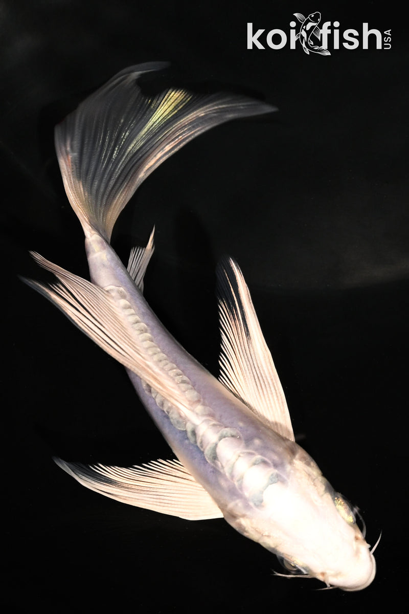 5.25" DOITSU PLATINUM OGON BUTTERFLY