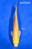 7.25" YAMABUKI OGON