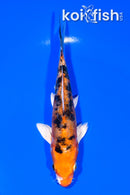 5.75" HEISEI NISHIKI