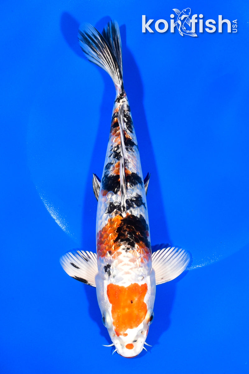 8.5" GINRIN YAMATO NISHIKI